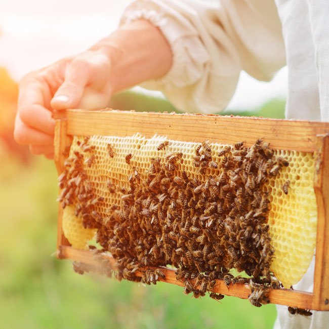kanegrade-honey-powder-ingredients